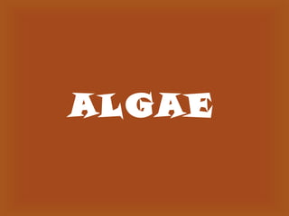 ALGAE

 