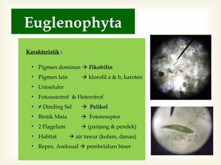 Euglenophyta
Karakteristik :
• Pigmen dominan  Fikobilin
• Pigmen lain

 klorofil a & b, karoten

• Uniseluler
• Fotoautotrof & Heterotrof
• ≠ Dinding Sel

 Pelikel

• Bintik Mata

 Fotoreseptor

• 2 Flagelum

 (panjang & pendek)

• Habitat

 air tawar (kolam, danau)

• Repro. Aseksual  pembelahan biner

 