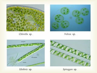 Chlorella sp.

Volvox sp.

Ulothrix sp.

Spirogyra sp.

 