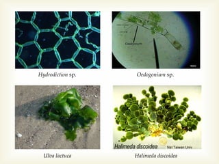 Hydrodiction sp.

Oedogonium sp.

Ulva lactuca

Halimeda discoidea

 