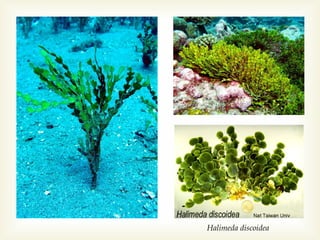 Halimeda discoidea

 
