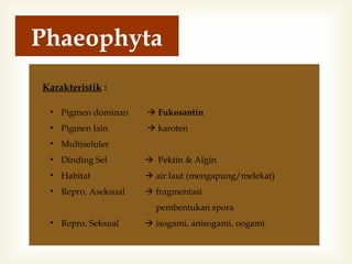 Phaeophyta
Karakteristik :
• Pigmen dominan

 Fukosantin

• Pigmen lain

 karoten

• Multiseluler
• Dinding Sel

 Pektin & Algin

• Habitat

 air laut (mengapung/melekat)

• Repro. Aseksual

 fragmentasi
pembentukan spora

• Repro. Seksual

 isogami, anisogami, oogami

 