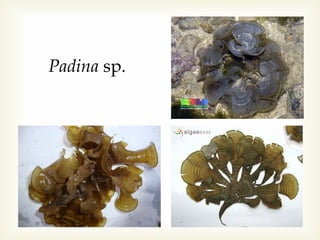 Padina sp.

 