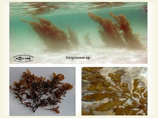 Sargassum sp.

 
