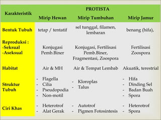 PROTISTA

Karakteristik

Mirip Hewan

Mirip Jamur

tetap / tentatif

Bentuk Tubuh

Mirip Tumbuhan
sel tunggal, filamen,
lembaran

benang (hifa),

Reproduksi :
-Seksual
-Aseksual

Konjugasi
Pemb.Biner

Konjugasi, Fertilisasi
Pemb.Biner,
Fragmentasi, Zoospora

Fertilisasi
Zoospora

Habitat

Air & MH

Air & Tempat Lembab

Akuatik, terestrial

Struktur
Tubuh

-

Flagella
Cilia
Pseudopodia
Non-motil

Ciri Khas

-

Heterotrof
Alat Gerak

-

Kloroplas
Talus

Autotrof
Pigmen Fotosintesis

-

Hifa
Dinding Sel
Badan Buah
Spora

-

Heterotrof
Spora

 