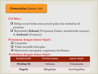 Oomycotina (Jamur Air)
Ciri Khas :
 Hidup secara bebas atau parasit pada sisa tumbuhan di
perairan.
 Reproduksi Seksual (Penyatuan Gamet, membentuk oospora)
& Aseksual (Zoospora)
Persamaan dengan Jamur Sejati :
 Uniseluler
 Tidak memiliki kloroplas
 Heterotrof, merupakan organisme berfilamen
Perbedaan dengan Jamur Sejati :
Karakteristik

Protista Jamur

Jamur Sejati

Dinding Sel

Selulosa

Polisakarida

Flagella

Biflagellata

Non-Flagellata

 