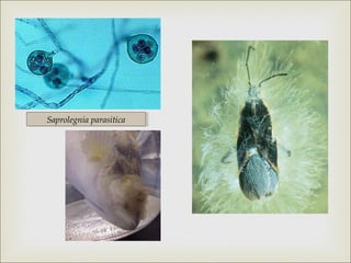 Saprolegnia parasitica
Saprolegnia parasitica

 