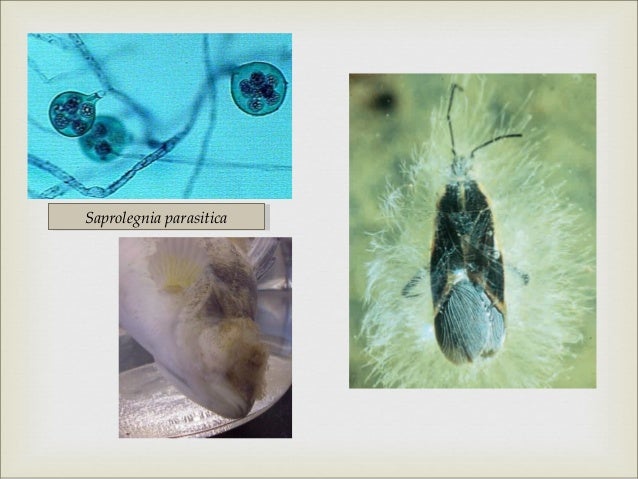 Protista materi kelas X