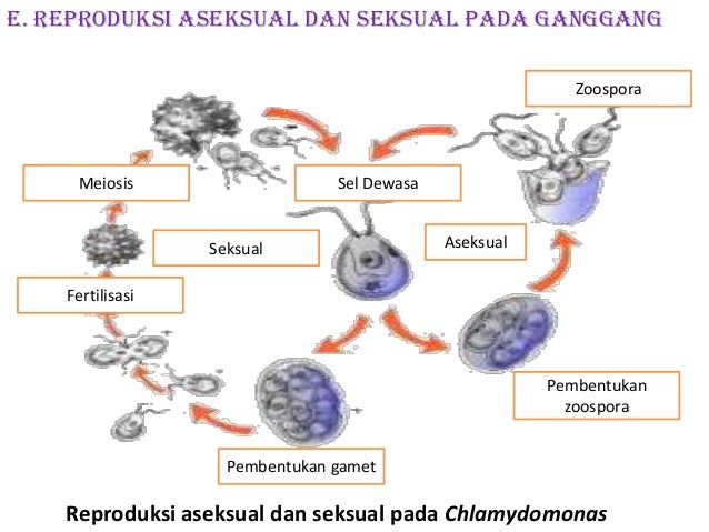materi Protista materi Protista