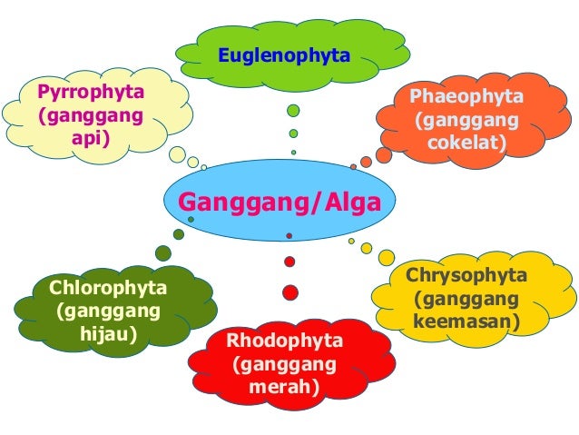 Materi Protista