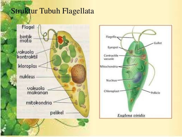 Protista Mirip Hewan
