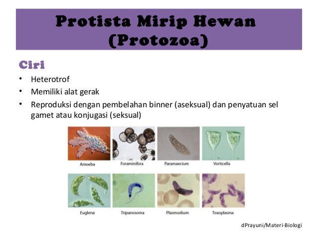 900 Contoh Gambar Hewan Protozoa Gratis Terbaru