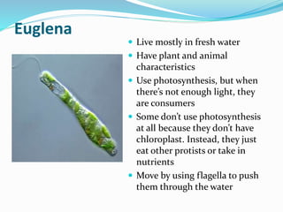 Euglena

 Live mostly in fresh water
 Have plant and animal

characteristics
 Use photosynthesis, but when
there’s not enough light, they
are consumers
 Some don’t use photosynthesis
at all because they don’t have
chloroplast. Instead, they just
eat other protists or take in
nutrients
 Move by using flagella to push
them through the water

 