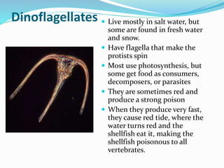 Dinoflagellates  Live mostly in salt water, but






some are found in fresh water
and snow.
Have flagella that make the
protists spin
Most use photosynthesis, but
some get food as consumers,
decomposers, or parasites
They are sometimes red and
produce a strong poison
When they produce very fast,
they cause red tide, where the
water turns red and the
shellfish eat it, making the
shellfish poisonous to all
vertebrates.

 