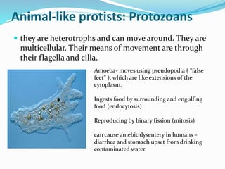 Animal-like protists: Protozoans
 they are heterotrophs and can move around. They are

multicellular. Their means of movement are through
their flagella and cilia.
Amoeba- moves using pseudopodia ( “false
feet” ), which are like extensions of the
cytoplasm.
Ingests food by surrounding and engulfing
food (endocytosis)
Reproducing by binary fission (mitosis)
can cause amebic dysentery in humans –
diarrhea and stomach upset from drinking
contaminated water

 