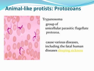 Animal-like protists: Protozoans
Trypanosoma
group of
unicellular parasitic flagellate
protozoa.
cause various diseases,
including the fatal human
diseases sleeping sickness

 