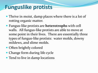 Funguslike protists
 Thrive in moist, damp places where there is a lot of






rotting organic matter.
Fungus-like protists are heterotrophs with cell
walls. All fungus-like protists are able to move at
some point in their lives. There are essentially three
types of fungus-like protists: water molds, downy
mildews, and slime molds.
Often brightly colored
Change form during life cycle
Tend to live in damp locations

 