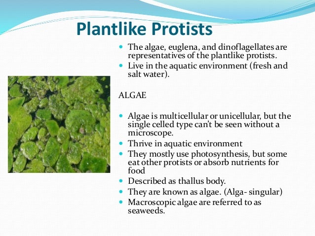 Kingdom Protista Kingdom Protista