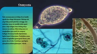 Oomycota 
Pada umumnya jamur air hidup di air, bersifat 
saprofit dan sebagai dekomposer. Beberapa ada 
yang hidup parasit pada ikan, serangga, atau 
tumbuhan. Jamur air memiliki tubuh seperti 
jamur, tetapi sebagian besar dinding selnya 
tersurun atas seluloas. Siklus hidup jamur air 
menghasilkan spora motil (2n zoospora) 
berflagel. Dewasanya bersifat diploid,bukan 
haploid seperti halnya jamur. Pembelahan secara 
meiosis menghasilkan gamet-gamet khusus, yaitu 
sperma dan sel telur. Contohnya, saprolegnia, 
phytophtora,infestans,plasmopara viticola. 
 
