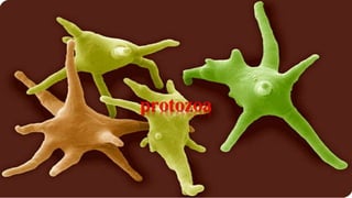 protozoa 
 