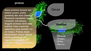 protoza 
Nama protozoa berasal dari 
bahasa yunani, protos 
(pertama) dan zoon (hewan). 
Perotozoa merupakan hewan 
uniselular mikroskopis. 
Anggota protozao terdii atas 
makhluk hidup eukariotik 
sederhana yang memiliki ciri-ciri 
hewan. Protoza dapat 
bereproduksi secara seksual 
melalui penyatuan inti 
vegatatif (konjugasi) dan 
aseksual melalui pembelahan 
biner. 
Ciri-ciri 
klasifikasi 
Rhizopoda 
Flagellata 
Ciliata 
sporozoa 
 