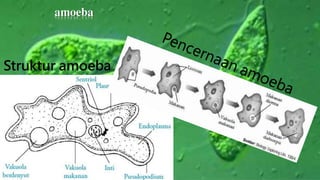 amoeba 
Struktur amoeba 
 