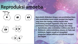 Reproduksi amoeba 
Reprodukdi dilakukan dengan cara pembelahan biner, 
yaitu pembelahan tubuh induk menjadi dua bagian 
yang sama dan masing-masing bagian akan 
berkembang menjadi organisme yang utuh. Proses 
pembelahan biner berlangsung dengan dua tahap : 
1. Kariokinesis, yaitu oembalahan nukleus atau inti sl 
2. Sitokinesis, yaitu pembelahan plasma sel. Pada saat 
sitokinesis, bagian tengah sel mengalami 
pengecilan sampai akhirnya sel terbelah menjadi 
dua bagian. 
 