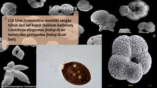 foraminifera 
Ciri khas foraminifera memiliki rangka 
tubuh dari zat kapur (kalsium karbonat). 
Contohnya allogromia (hidup di air 
tawar) dan globigerina (hidup di air 
laut). 
 