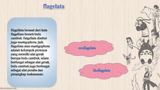 Flagellata berasal dari kata 
flagellum berarti bulu 
cambuk. Falgellata disebut 
juga mastigophora. Jadi, 
flagellata atau mastigophora 
adalah kelompok protozoa 
yang memilki alat gerak 
berupa bulu cambuk, selain 
berfungsi sebagai alat gerak, 
bulu cambuk juga berfungsi 
sebagai alat peraba dan 
penangkap makananan. 
zooflagelata 
fitoflagelata 
 