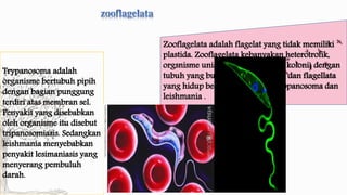 Zooflagelata adalah flagelat yang tidak memiliki 
plastida. Zooflagelata kebanyakan heterotrofik, 
orgsnisme uniselular (sedikit yang koloni) dengan 
tubuh yang bulat atau memanjang dan flagellata 
yang hidup bebas. Contohnya, tryppanosoma dan 
leishmania . 
Trypanosoma adalah 
organisme bertubuh pipih 
dengan bagian punggung 
terdiri atas membran sel. 
Penyakit yang disebabkan 
oleh organisme itu disebut 
tripanosomiasis. Sedangkan 
leishmania menyebabkan 
penyakit lesimaniasis yang 
menyerang pembuluh 
darah. 
 