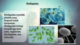 fitoflagelata 
Fitoflagelata memiliki 
plastida yang 
berguna untuk 
fotosintesis. 
Fitoflagelata terbagi 
menjadi tiga kelas 
yaitu, euglenoida, 
dinoflagelata, dan 
volvocida. 
 