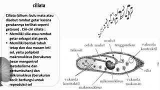 ciliata 
Ciliata (cilium: bulu mata atau 
disebut rambut getar karena 
gerakannya terlihat seperti 
getaran) . Ciri-ciri ciliata : 
 Memiliki silia atau rambut 
getar sebagai alat gerak. 
 Memiliki bentuk tubuh 
tetap dan dua macam inti 
sel, yaitu poliploid 
makronukleus (berukuran 
besar mengontrol 
metabolisme dan 
pertumbuhan) dan 
mikronukleus (berukuran 
kecil: berfungsi untuk 
reproduksi sel 
 