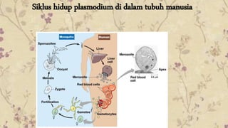 Siklus hidup plasmodium di dalam tubuh manusia 
 