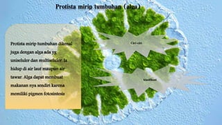 Protista mirip tumbuhan (alga) 
Protista mirip tumbuhan dikenal 
juga dengan alga ada yg 
uniseluler dan multiseluler. Ia 
hidup di air laut maupun air 
tawar. Alga dapat membuat 
makanan nya sendiri karena 
memiliki pigmen fotosintesis 
Ciri-ciri 
klasifikasi 
 