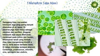 Ganggang hijau merupakan 
kelompok alga yang paling banyak 
ditemukan di air tawar. Di 
perairan,alga hijau hidup sebagai 
plankton dan perifiton. Anggota 
kelompok alga dapat ditemukan 
menempel pada pohon dan hewan, 
dihamparan tanah yang lembab. 
Alga hijau mengandung klorofil a 
dan b, serta warna berbeda-beda. 
Di dalam kloroplas terdapat pirenoid. 
Contohnya, protococcus, chlorella, 
ulva, spirogyra dan ulothrix. 
 