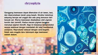 chrysophyta 
Ganggang keemasan dapat ditemukan di air tawar, laut, 
dan diperumakaan tanah yang basah. Struktur tubuhnya 
adayang berupa sel unggal dan ada yang tersusun dari 
banyak sel. Warna keemasan disebabkan oleh pigmen 
karotin dan xantofil. Kedua macam pigmen tersebut 
menutupi pigmen klorofil. Alga ini biasanya bereproduksi 
secara aseksual dengan membelah diri atay membentuk 
zoospora. Reproduksi seksual dengan cara oogami. 
Salah satu anggita daru kelompok alga keemasan 
adalah diatom. 
 