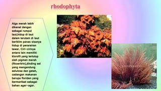 rhodophyta 
Alga merah lebih 
dikenal dengan 
sebagai rumput 
laut,hidup di laut 
dalam terutam di laut 
beriklim panas sisanya 
hidup di perarairan 
tawar. Ciri-cirinya 
antara lain memiliki 
klorofil yang tertutup 
oleh pigmen merah 
(fikoeritrin),dinding sel 
yang mengandung 
selulosa dan getah, 
cadangan makanan 
berupa floriden yang 
bermanfaat sebagai 
bahan agar-agar. 
 