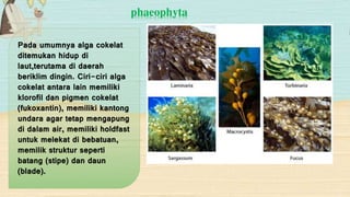 phaeophyta 
Pada umumnya alga cokelat 
ditemukan hidup di 
laut,terutama di daerah 
beriklim dingin. Ciri-ciri alga 
cokelat antara lain memiliki 
klorofil dan pigmen cokelat 
(fukoxantin), memiliki kantong 
undara agar tetap mengapung 
di dalam air, memiliki holdfast 
untuk melekat di bebatuan, 
memilik struktur seperti 
batang (stipe) dan daun 
(blade). 
 