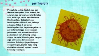 pyrrhophyta 
Pyrrophyta sering disebut alga api. 
Mereka merupakan filum terkecil dari 
seluruh alga karena hanya terdiri atas 
satu jenis alga bersel satu bernama 
Dinoflagellata. Sebagian besar 
Dinoflagellata hidup di laut, beberpa 
ada yang hidup di air tawar, 
Dinoflagellata laut dapat mengeluarka 
zat fosfor sehingga menyebabkan 
permukaan laut tampak bercahaya 
pada malam hari. Dinding selnya 
sangat berbeda dibandingnkan dengan 
alga lain karena tersusun dari 
selulosa. Tubuhnya juga dilengkapi 
dengan flagela,pigmen hijau yang 
dimiliki tertutp oleh pigmen cokelat 
kekuning-kuningan. 
 