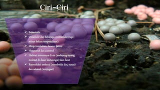 Ciri-Ciri 
 Eukariotik 
 Uniseluler dan beberapa multiseluler (tapi 
selnya belum terspesialisasi) 
 Mirip tumbuhan, hewan, jamur 
 Heterotrof dan autotrof 
 Habitat: umumnya di air (melayang-layang, 
melekat di dasar laut,sungai) dan darat 
 Reproduksi aseksual (membelah diri, tunas) 
dan seksual (konjugasi) 
 