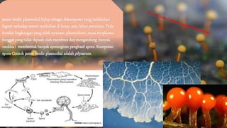 jamur lendir plasmodial hidup sebagai dekomposer yang melakukan 
fagosit terhadap meteri tumbuhan di hutan atau lahan pertanian. Pada 
kondisi lingkungan yang tidak nyaman, plasmodium (masa sitoplasma 
tunggal yang tidak dipisah oleh membran dan mengandung banyak 
neukles) membentuk banyak sporangium penghasil spora. Kumpulan 
spora Contoh jamur lendir plasmodial adalah physarum. 
 