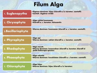Filum Alga
•Pigmen dominan: hijau (klorofil a, b, karoten, xantofil)
•Contoh: Euglena viridis1. Euglenopytha
•Alga coklat keemasan
•Klorofil a, c, karoten, fukosantin2. Chrysophyta
•Warna dominan: keemasan (klorofil a, c, karoten, xantofil)
3.Bacillariophyta
•Alga api
•Warna dominan: coklat (klorofil a, c, karoten, xantofil)4. Phyrophyta
•Alga merah
•Warna dominan: kemerahan (klorofil a, karoten, klorofil d
pada beberapa spesies)
5. Rhodophyta
•Alga cokelat
•Warna dominan: kecoklatan (klorofil a, c, karoten, xantofil)6. Phaeophyta
•Alga hijau
•Warna dominan: hijau (klorofl a, b, karoten)7. Chlorophyta
 
