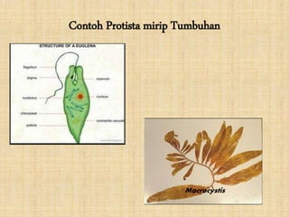 Contoh Protista mirip Tumbuhan
Macrocystis
 