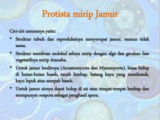 Protista mirip Jamur
Ciri-ciri umumnya yaitu:
• Struktur tubuh dan reproduksinya menyerupai jamur, namun tidak
sama.
• Struktur membran molekul selnya mirip dengan alga dan gerakan fase
vegetatifnya mirip Amoeba.
• Untuk jamur lendirnya (Acrasiomycota dan Myxomycota), biasa hidup
di hutan-hutan basah, tanah lembap, batang kayu yang membusuk,
kayu lapuk atau sampah basah.
• Untuk jamur airnya dapat hidup di air atau tempat-tempat lembap dan
mempunyai oospora sebagai penghasil spora.
 