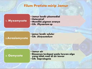 Filum Protista mirip Jamur
•Jamur lendir plasmodial
•Heterotrof
•Memiliki pigmen oranye
•Cth: Physarium sp
1. Myxomycota
•jamur lendir seluler
•Cth: Dictyostelium
2.Acrasiomycota
•Jamur air
•Biasanya terdapat pada hewan/alga
yang telah mati di air tawar
•Cth: Saprolegnia
3. Oomycota
 