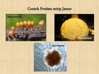Contoh Protista mirip Jamur
Physarium sp
Dictyostelium
Saprolegnia
 