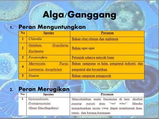 Alga/Ganggang
1. Peran Menguntungkan
2. Peran Merugikan
 