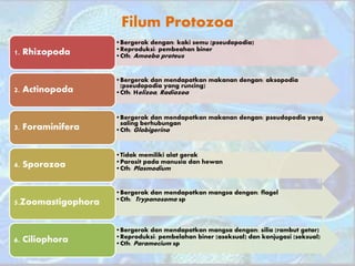 Filum Protozoa
•Bergerak dengan: kaki semu (pseudopodia)
•Reproduksi: pembeahan biner
•Cth: Amoeba proteus1. Rhizopoda
•Bergerak dan mendapatkan makanan dengan: aksopodia
(pseudopodia yang runcing)
•Cth: Helizoa, Radiozoa2. Actinopoda
•Bergerak dan mendapatkan makanan dengan: pseudopodia yang
saling berhubungan
•Cth: Globigerina3. Foraminifera
•Tidak memiliki alat gerak
•Parasit pada manusia dan hewan
•Cth: Plasmodium4. Sporozoa
•Bergerak dan mendapatkan mangsa dengan: flagel
•Cth: Trypanosoma sp
5.Zoomastigophora
•Bergerak dan mendapatkan mangsa dengan: silia (rambut getar)
•Reproduksi: pembelahan biner (aseksual) dan konjugasi (seksual)
•Cth: Paramecium sp
6. Ciliophora
 