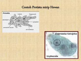 Contoh Protista mirip Hewan
 