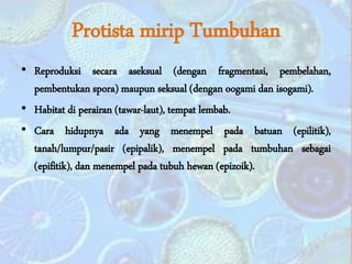 Protista mirip Tumbuhan
• Reproduksi secara aseksual (dengan fragmentasi, pembelahan,
pembentukan spora) maupun seksual (dengan oogami dan isogami).
• Habitat di perairan (tawar-laut), tempat lembab.
• Cara hidupnya ada yang menempel pada batuan (epilitik),
tanah/lumpur/pasir (epipalik), menempel pada tumbuhan sebagai
(epifitik), dan menempel pada tubuh hewan (epizoik).
 